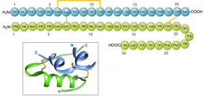 shows the structure of insulin with disulphide bonds.